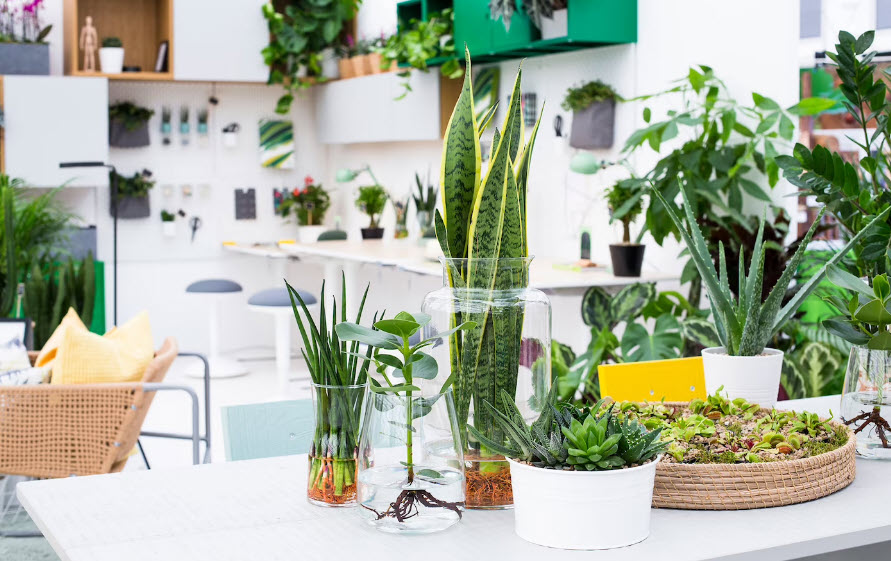 گل و گیاه در دکوراسیون-گیاهان آپارتمانی در دفتر کار
